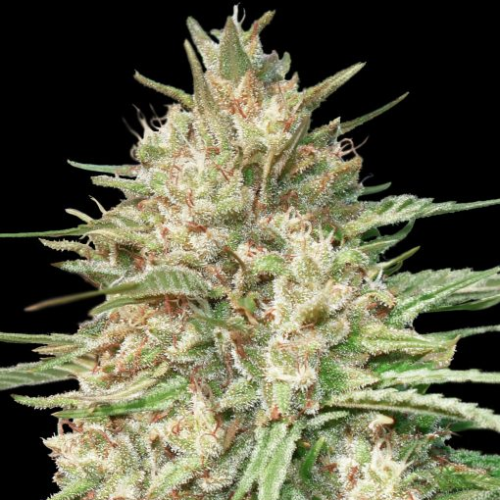 Advanced Seeds - Lemon Bean