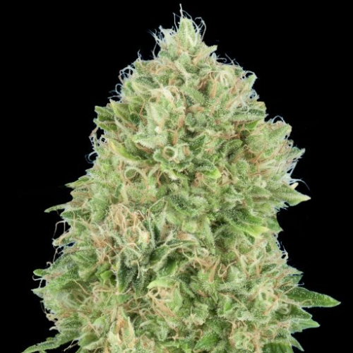 Advanced Seeds - OG Kush SFV