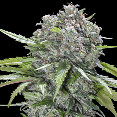 Advanced Seeds - San Bacio Burger