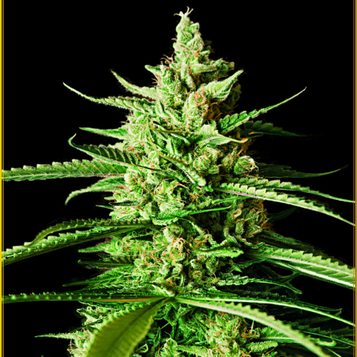 Anaconda Seeds - AK-01