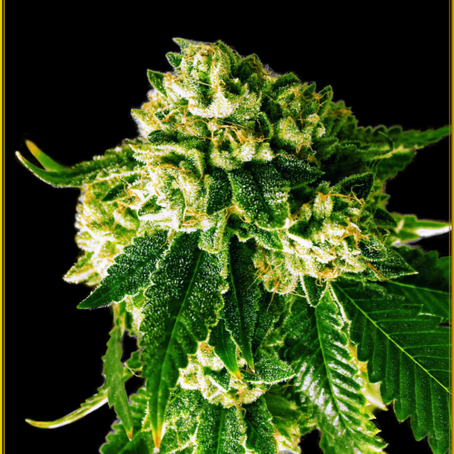 Anaconda Seeds - Russian Gold