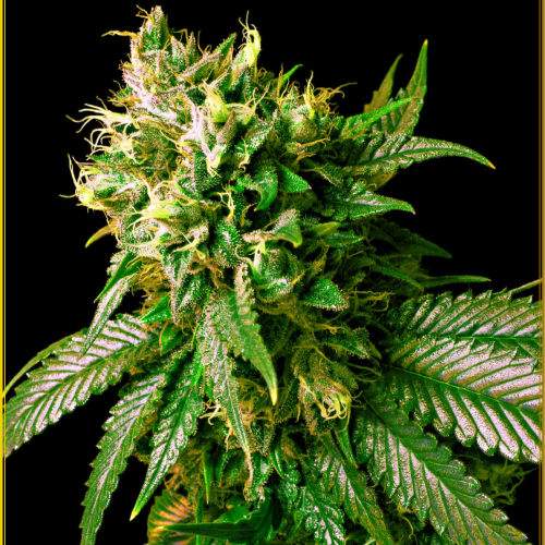 Anaconda Seeds - Strong Skunk