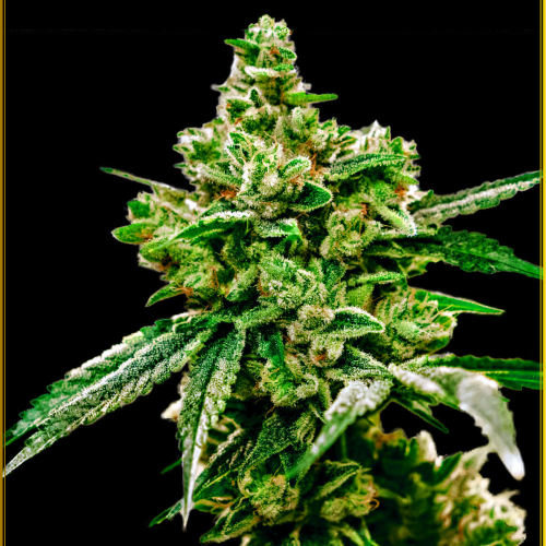 Anaconda Seeds - White Widow
