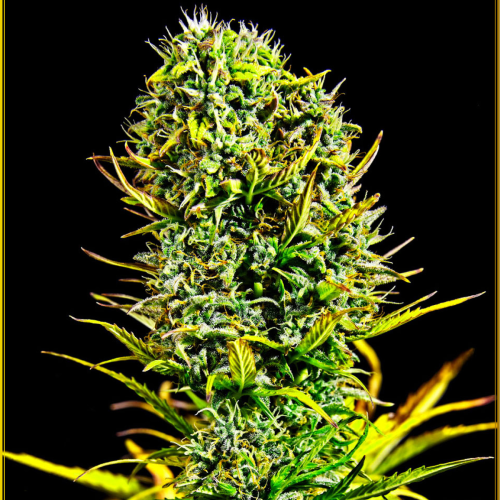 Anaconda Seeds - Amnesia Haze