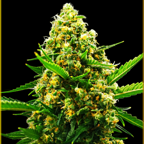 Anaconda Seeds - Hypnotic Auto