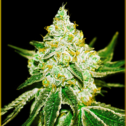 Anaconda Seeds - Northern Sky Auto