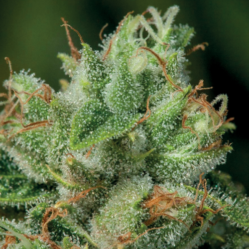 Anesia Seeds - Afghanica