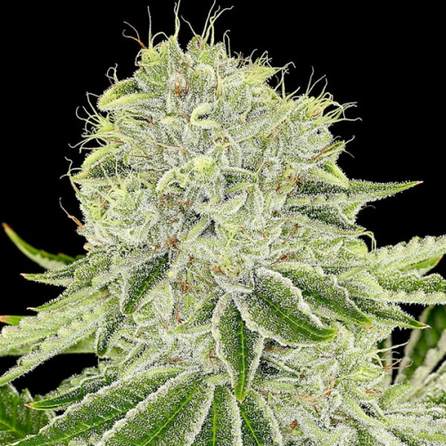 Anesia Seeds - Cash Cow