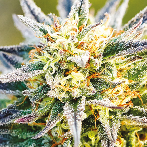 Anesia Seeds - Congo