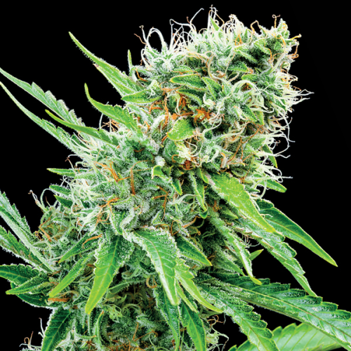 Anesia Seeds - Copacobana