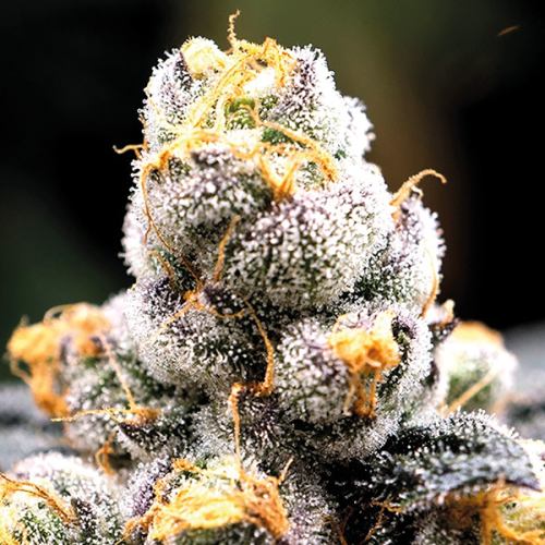 Anesia Seeds - Anesia Scout Cookies