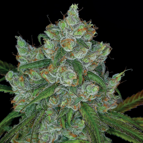 Anesia Seeds - Bruce Banner #3