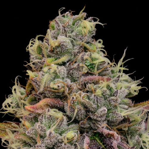 Anesia Seeds - Chaos Cake