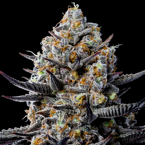 Anesia Seeds - Jealousy Dankness