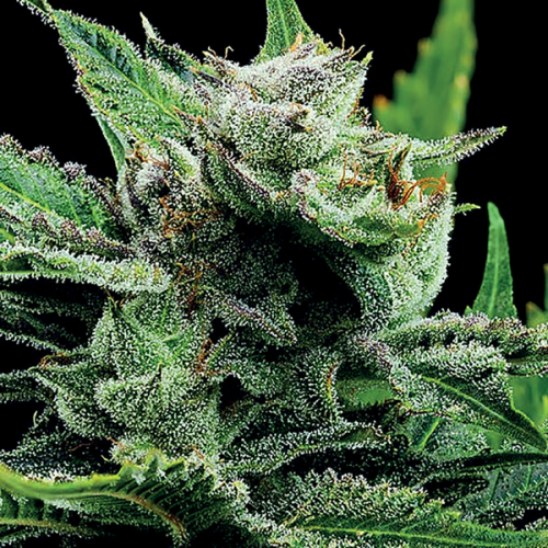 Anesia Seeds - Malawi Gold