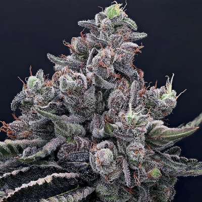Anesia Seeds - Mob Boss