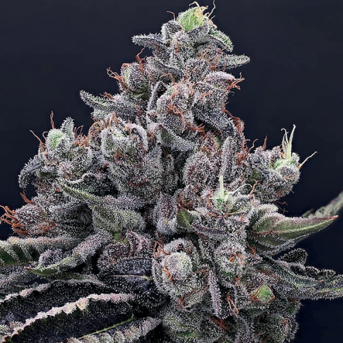 Anesia Seeds - Mob Boss