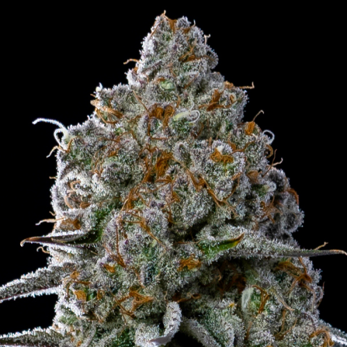 Anesia Seeds - Fryday Boof