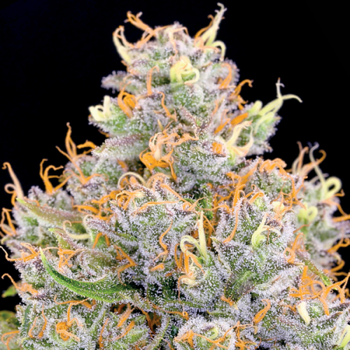 Anesia Seeds - Future #1