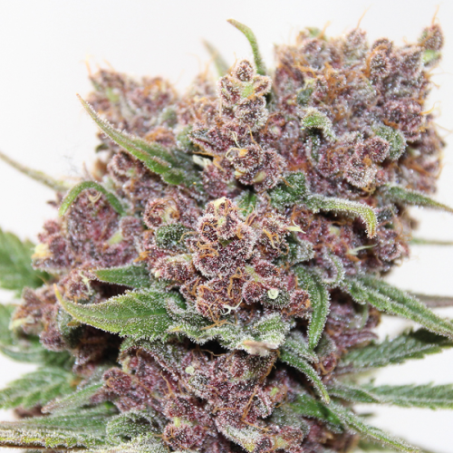 Anesia Seeds - Gelato Dream