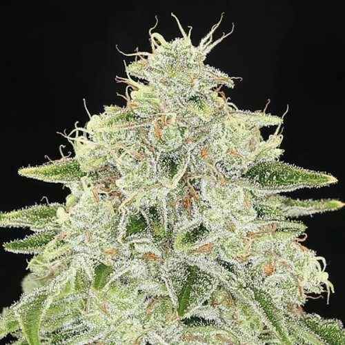 Anesia Seeds - Haze Queen
