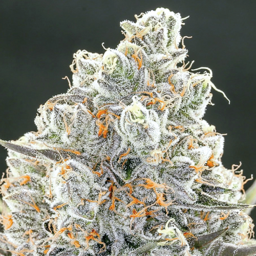 Anesia Seeds - Original Gorilla #4