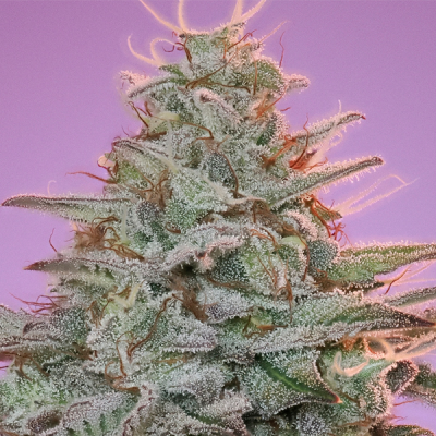 Anesia Seeds - Sinai