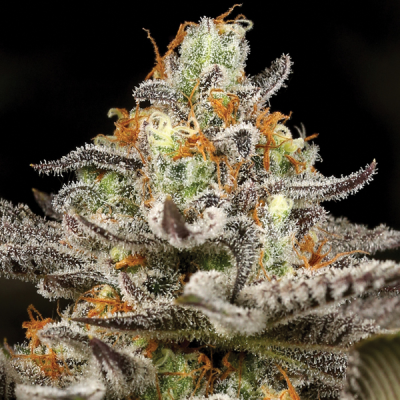 Anesia Seeds - Sleepy Joe