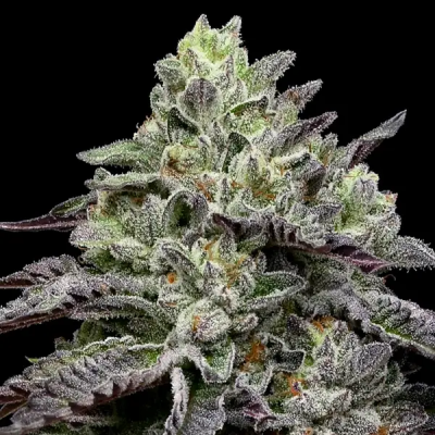 Anesia Seeds - Smashberry Fumez