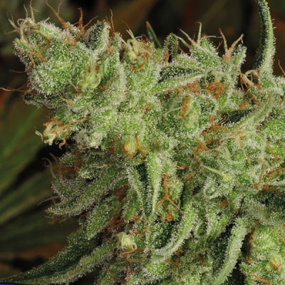 Anesia Seeds - Sour Apple