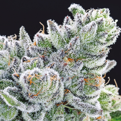 Anesia Seeds - Sour Betty
