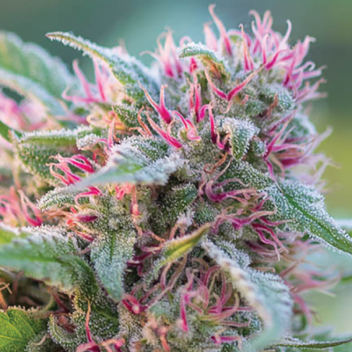 Anesia Seeds - Panama Red