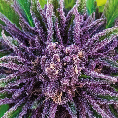 Anesia Seeds - Purple Thai
