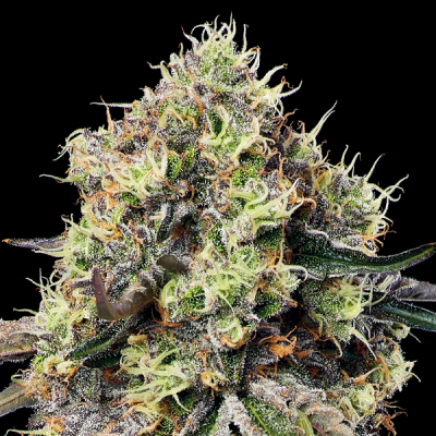 Anesia Seeds - Roswell Code