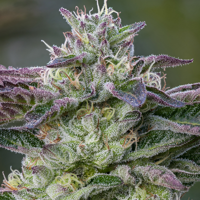 Anesia Seeds - The Sin