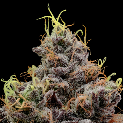 Anesia Seeds - Think Tank