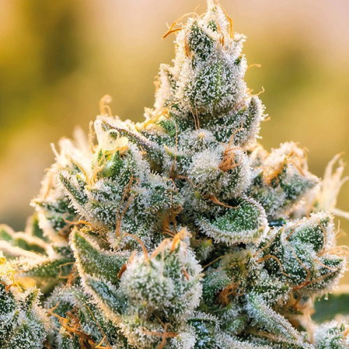 Anesia Seeds - Vanilla Frosting