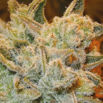 Anesia Seeds - White Runtz