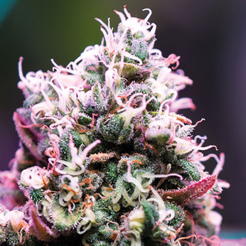 Anesia Seeds - Amnesia Flash Auto