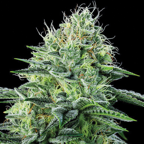 Anesia Seeds - Auto Strawberry Banana