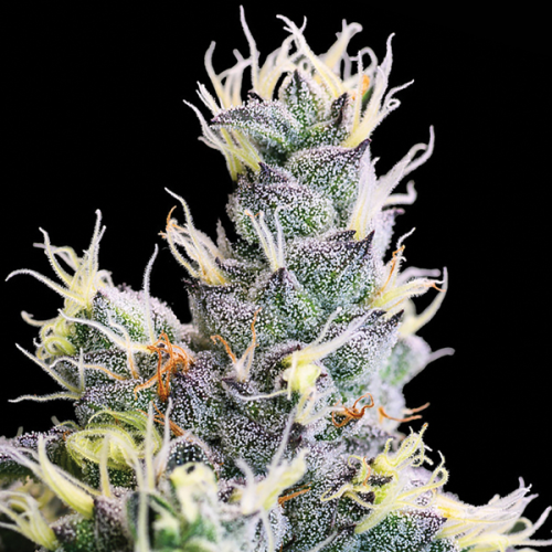 Anesia Seeds - Yuhbary Auto