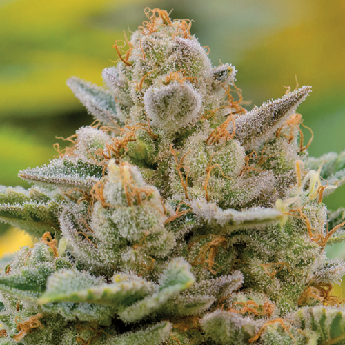 Anesia Seeds - Big Bazooka Auto