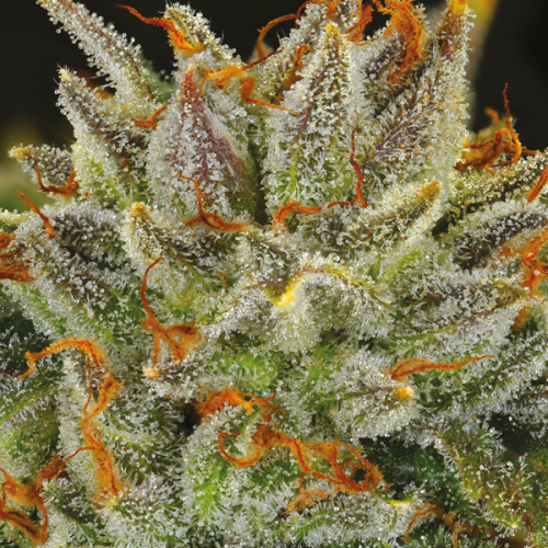 Anesia Seeds - Fat Monkey Auto