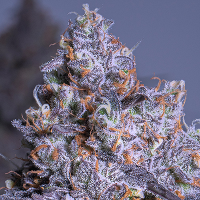 Anesia Seeds - Frozen Black Cherry Auto