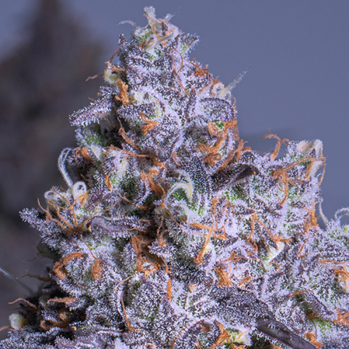 Anesia Seeds - Frozen Black Cherry Auto