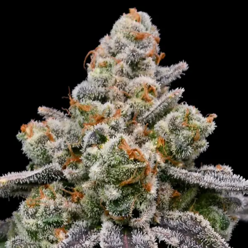 Anesia Seeds - Frozen Face Auto