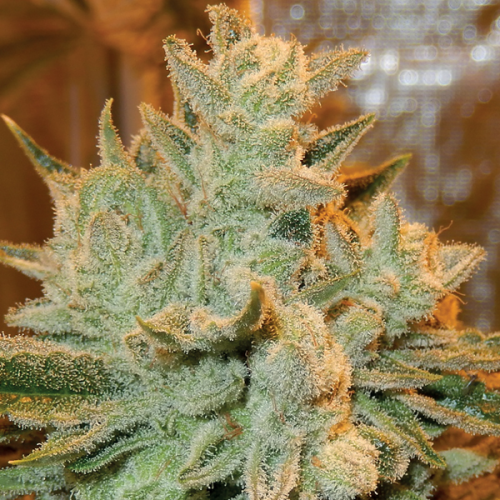 Anesia Seeds - Auto Betty