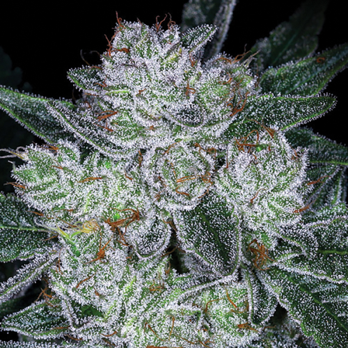 Anesia Seeds - Auto Future #1