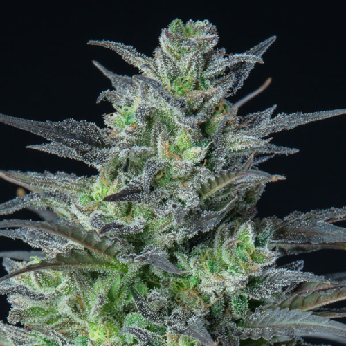 Anesia Seeds - Auto Sleepy Joe