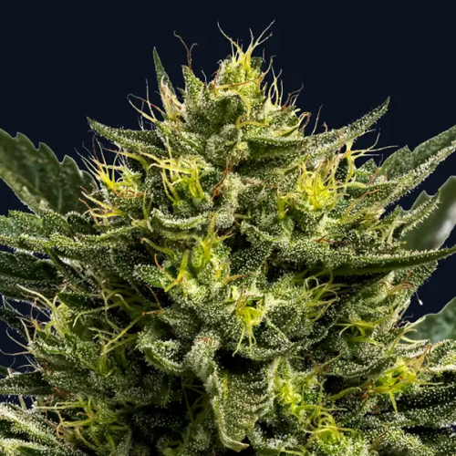 Anesia Seeds - Wham Boom Auto